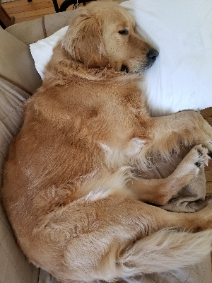 our boy Obi resting up before the 12th Annual Dog Jog