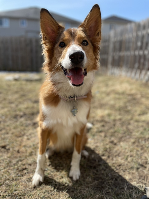 Opal is all ready for the 2022 Dog Jog! :)